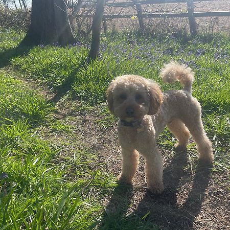 Bluebell Cottage Selby Esterno foto