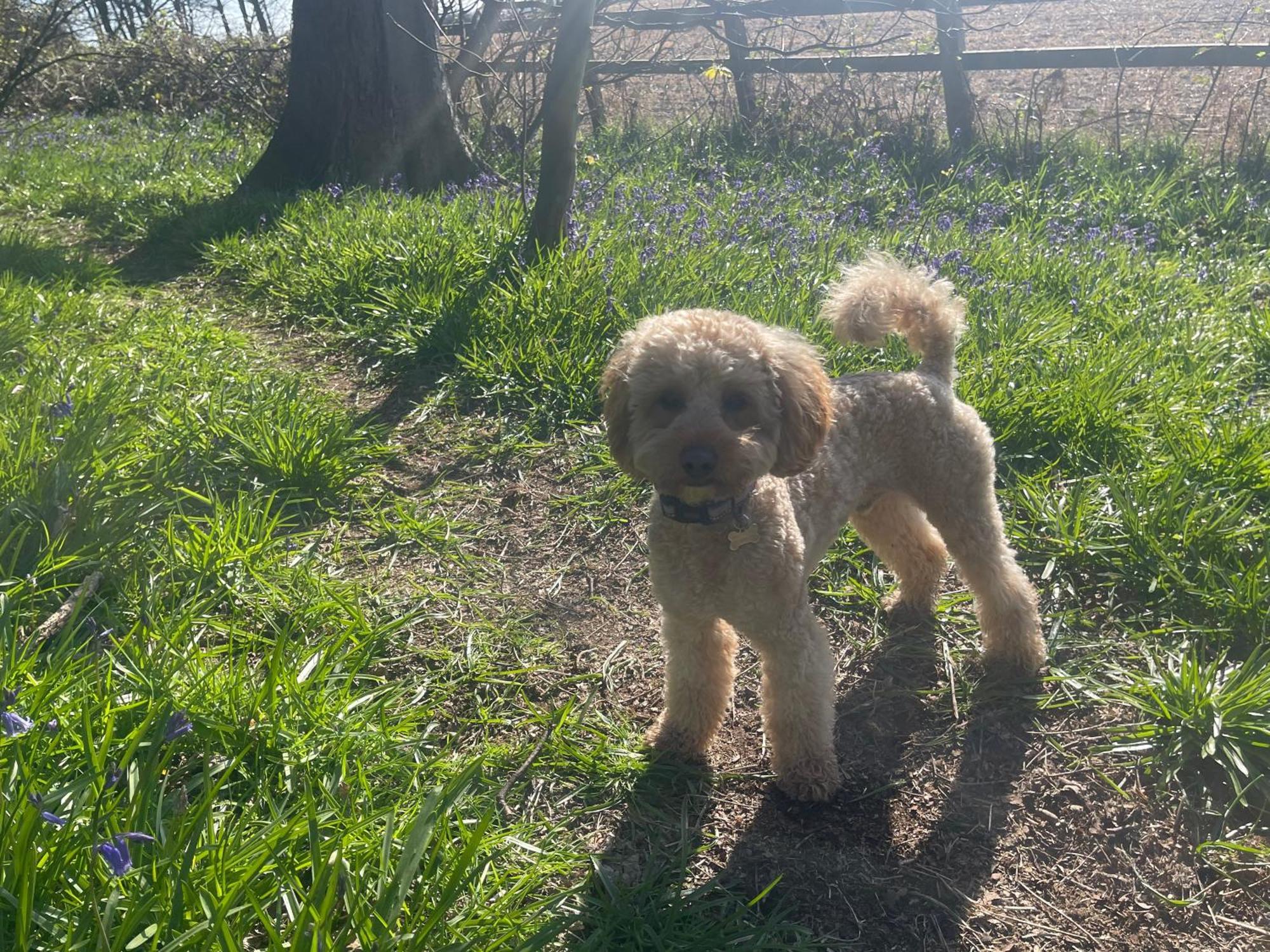 Bluebell Cottage Selby Esterno foto